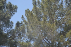 Pinus