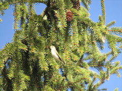 Phylloscopus collybita