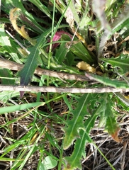 Biscutella valentina