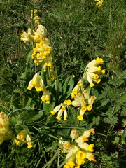 Primula veris