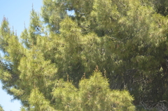 Pinus