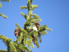 Phylloscopus collybita