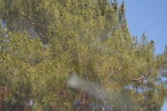 Pinus