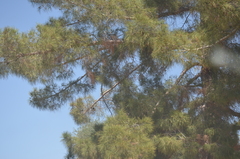 Pinus