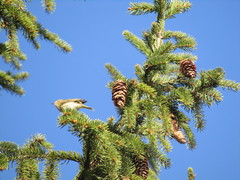 Phylloscopus collybita