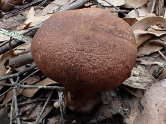 Tylopilus brunneus