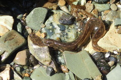 Alectrias alectrolophus