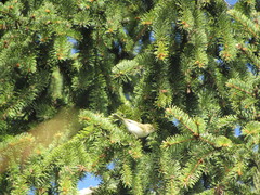 Phylloscopus collybita