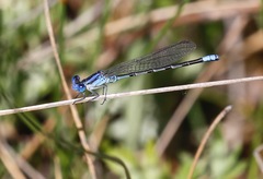 Argia alberta
