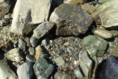 Alectrias alectrolophus