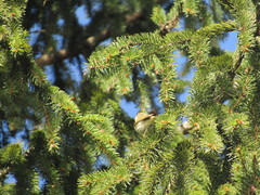 Phylloscopus collybita