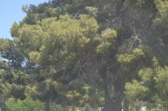 Pinus