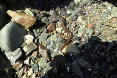 Alectrias alectrolophus