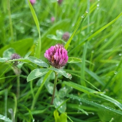 Trifolium pratense