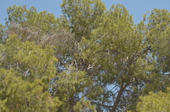 Pinus