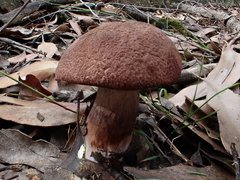 Tylopilus brunneus