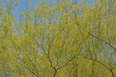 Parkinsonia florida