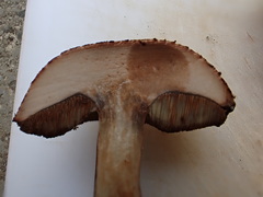 Tylopilus brunneus