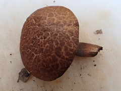 Tylopilus brunneus
