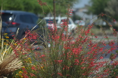 Hesperaloe parviflora