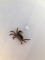 Cyclograpsus punctatus