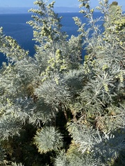 Artemisia arborescens