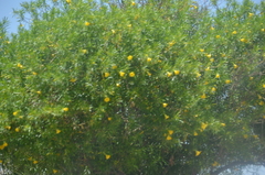Tecoma stans