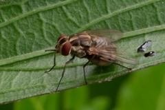 Diptera