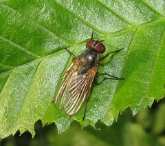 Diptera