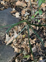 Pseudopanax crassifolius × lessonii