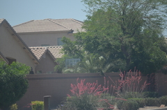 Hesperaloe