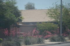 Hesperaloe