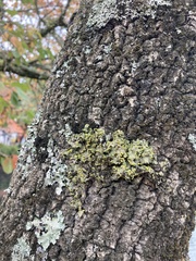 Fungi