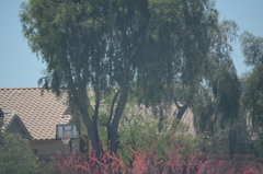 Hesperaloe
