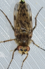 Thereva spiloptera