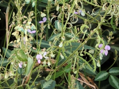 Desmodium uncinatum image