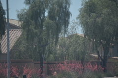 Hesperaloe