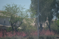 Hesperaloe