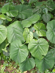 Clerodendrum japonicum