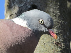 Columba palumbus