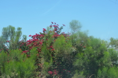 Nerium oleander