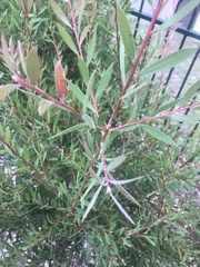Melaleuca