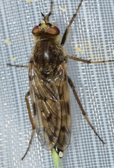Thereva spiloptera