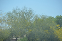 Parkinsonia