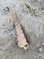 Turritella terebra