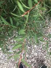 Melaleuca