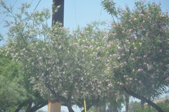Chilopsis linearis