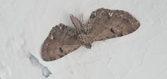 Eupithecia assimilata
