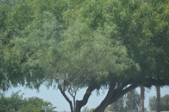 Prosopis juliflora