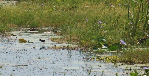 Black Crake